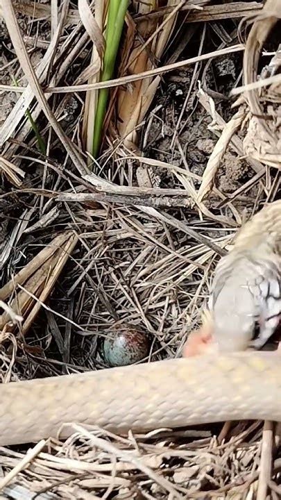 Moment Big Black Snake Ambushes Five.